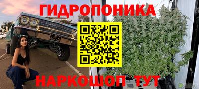 сатива Кинель